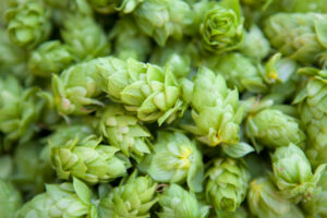 Beer – Imports and Exports Report