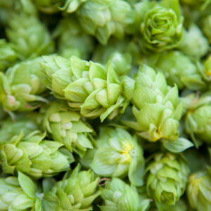 Beer - Imports and Exports Report