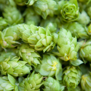 Beer - Imports and Exports Report
