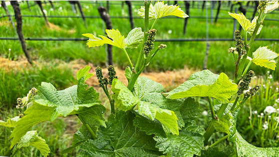 Wine Vineyard 4 2